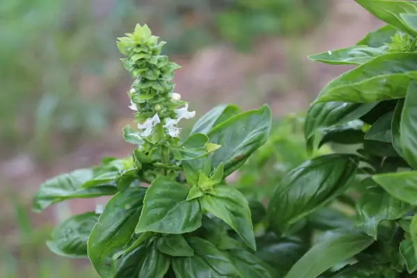 como cuidar de manjericão