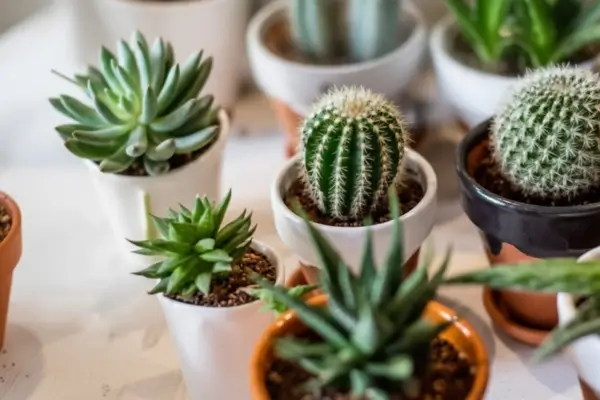 como cuidar de cactos