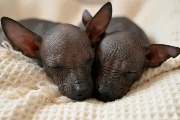 xoloitzcuintle