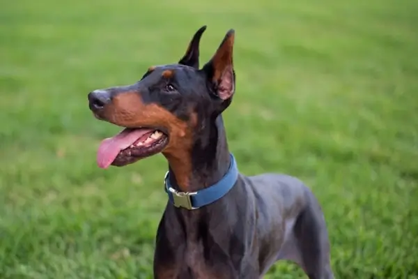 Dobermann